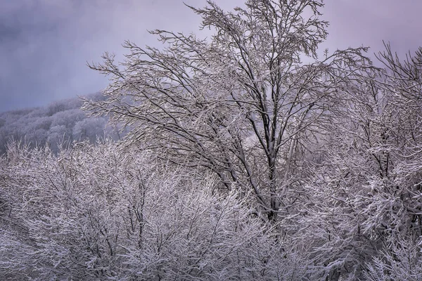 Inverno Nos Cárpatos — Fotografia de Stock