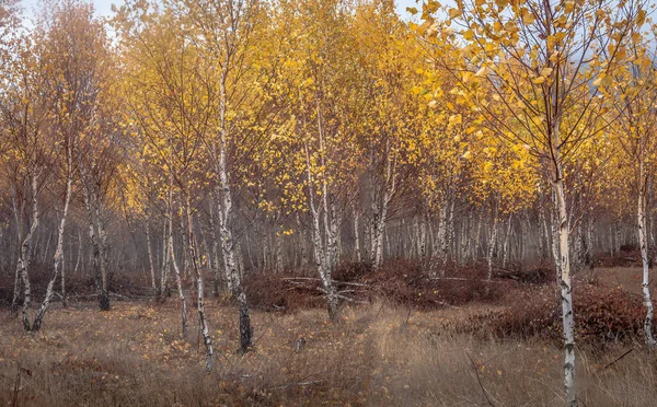 Nella Foresta Montagna Autunno — Foto Stock