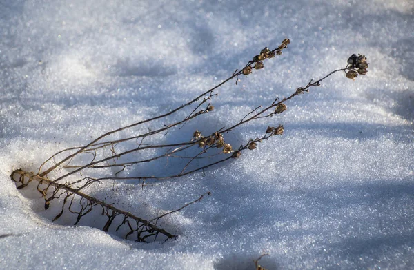 Inverno Nei Carpazi — Foto Stock