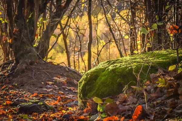 Horském Lese Podzim — Stock fotografie