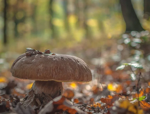 Горном Лесу Осенью — стоковое фото