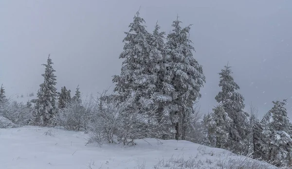 Invierno Los Cárpatos — Foto de Stock