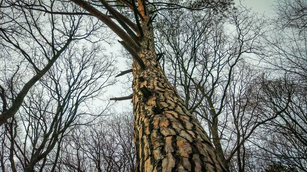 Winterlandschaft Mit Bäumen — Stockfoto