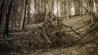 Bahar ormanda manzara 