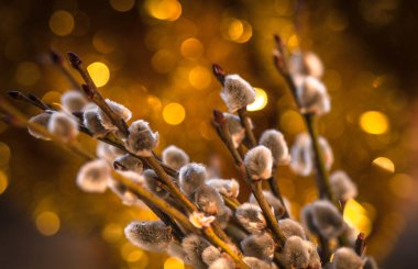 Bahar ormanda manzara 