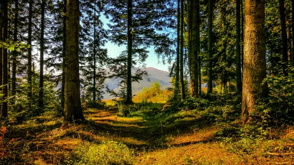 Гірському Лісі Восени — стокове фото