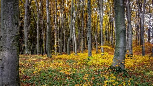 Górskim Lesie Jesienią — Zdjęcie stockowe