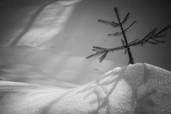 カルパティア山脈の冬 — ストック写真
