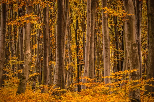 Bergwald Herbst — Stockfoto