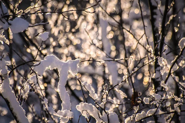 Сніг Вкривав Дерева Карпат — стокове фото