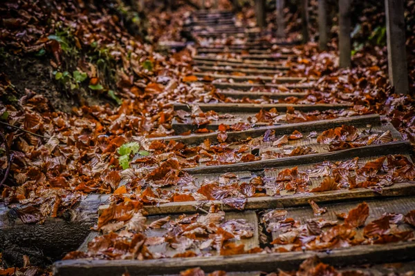 Деревянная Лестница Покрытая Осенними Листьями — стоковое фото