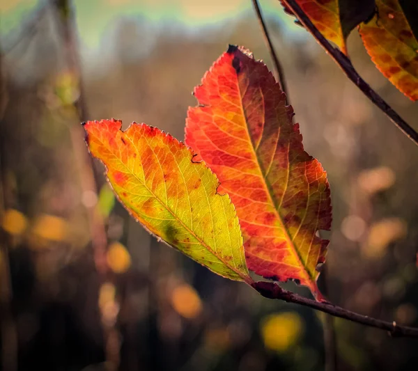 Bosque Montaña Otoño —  Fotos de Stock