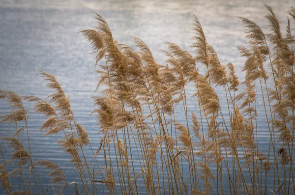 Spring Lake Transcarpathia — Fotografia de Stock