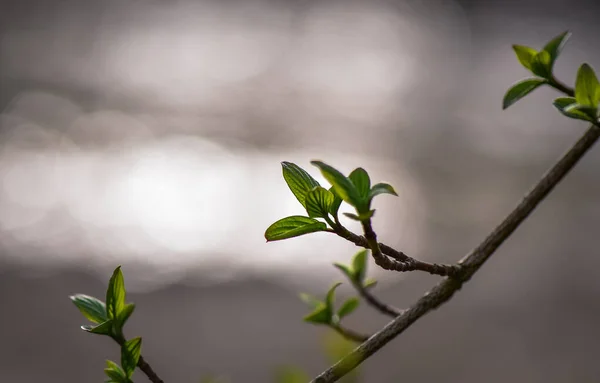 Hegyi Folyó Tavasszal — Stock Fotó