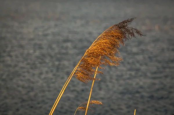 Spring Lake Transcarpathia — Fotografia de Stock