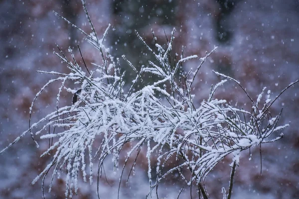 カルパティアの雪に覆われた木 — ストック写真