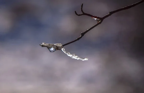 Arbres Enneigés Dans Les Carpates — Photo