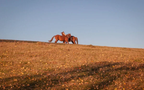 秋の山の馬 — ストック写真