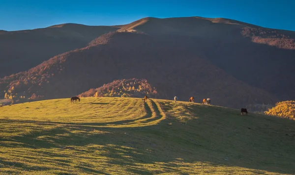 Chevaux Dans Les Montagnes Automne — Photo