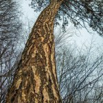 Arbres enneigés dans les Carpates