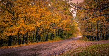 Sonbahar dağ ormanlarında yol