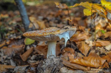 Sonbaharda dağ ormanında mantar