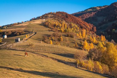 Sonbahar dağlarında atlar