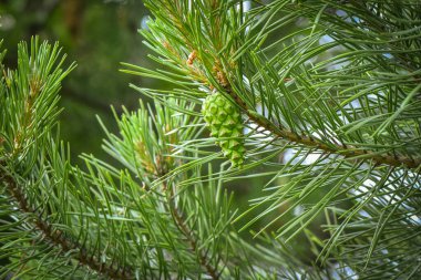 Flora Ormanı temsilcileri.