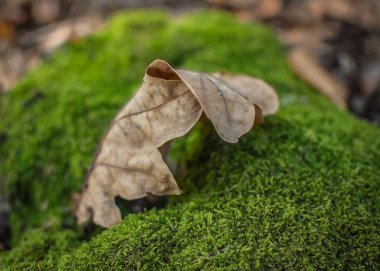 Sonbaharda dağ ormanında