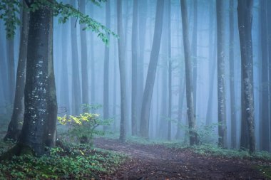 Sonbaharda dağ ormanında