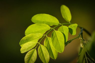 Bahar ormanda manzara 