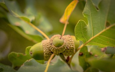 Sonbaharda dağ ormanında