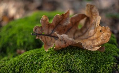 Sonbaharda dağ ormanında