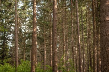 Bahar ormanda manzara 