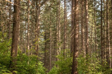 Bahar ormanda manzara 