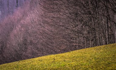 Sonbaharda dağ ormanında