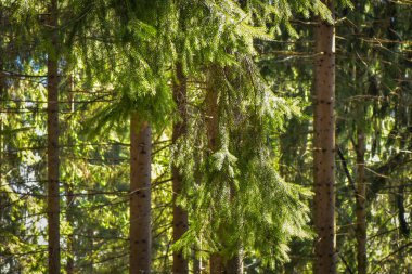 Bahar ormanda manzara 