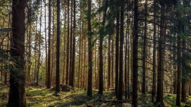 Bahar ormanda manzara 