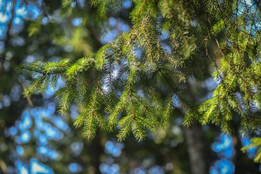 Flora Ormanı temsilcileri.