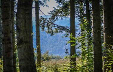 Sonbaharda dağ ormanında