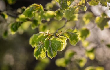 Bahar ormanda manzara 