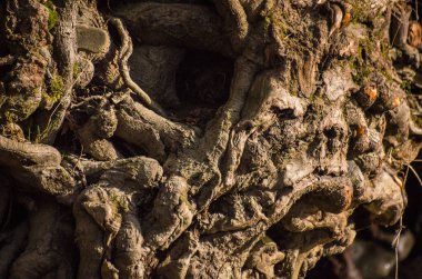 Bahar ormanda manzara 