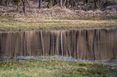 Bahar ormanda manzara 