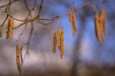 Bahar ormanda manzara 