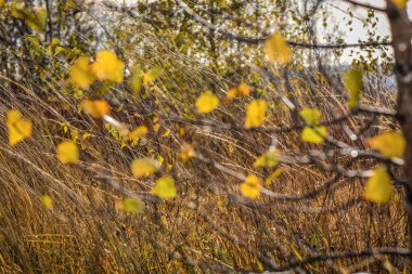 Sonbaharda dağ ormanında