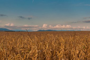 Güz Karpatları 'nın Manzaraları