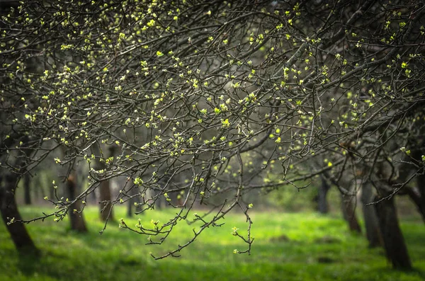 Frühling Garten — Stockfoto