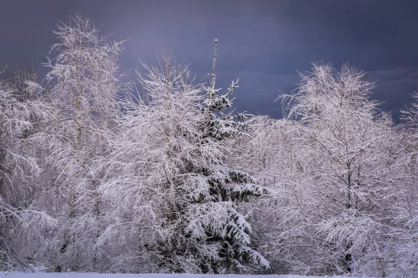 Invierno Los Cárpatos — Foto de Stock