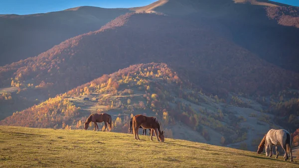 Pferde Den Herbstlichen Bergen — Stockfoto