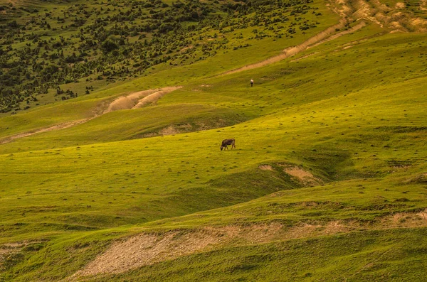 Vara Carpaţi — Fotografie de stoc gratuită